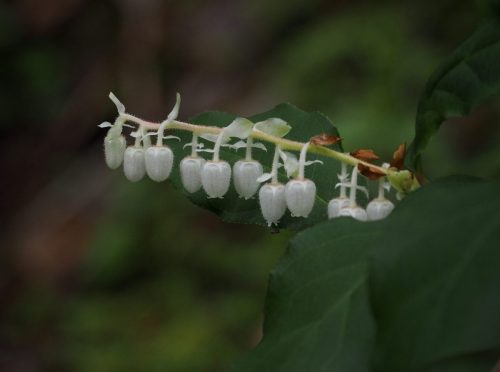 Gaultheria shallon (salal)