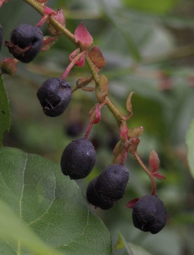 Gaultheria shallon (salal) seed capsules