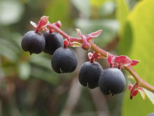 Gaultheria shallon (salal) seed capsules