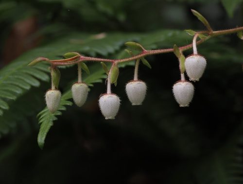 Gaultheria shallon (salal)
