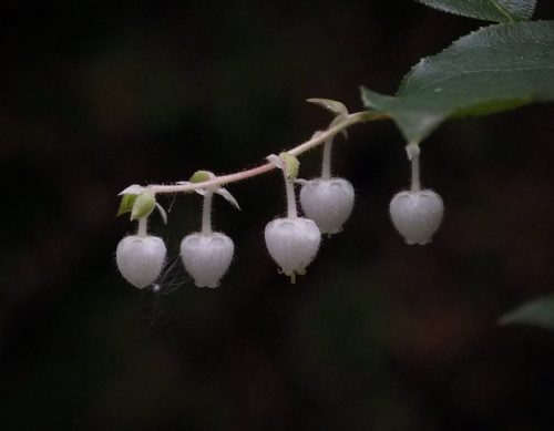 Gaultheria shallon (salal)