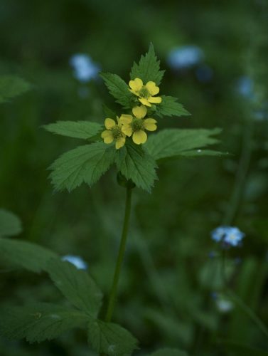 Geum macrophyllum var. macrophyllum (largeleaf avens)
