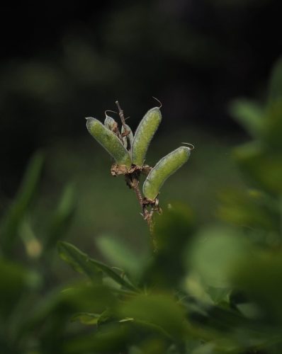 Lupinus latifolius var. subalpinus (broadleaf lupine, subalpine lupine) seed pods