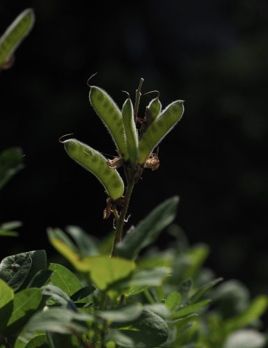 Lupinus latifolius var. subalpinus (broadleaf lupine, subalpine lupine) seed pods
