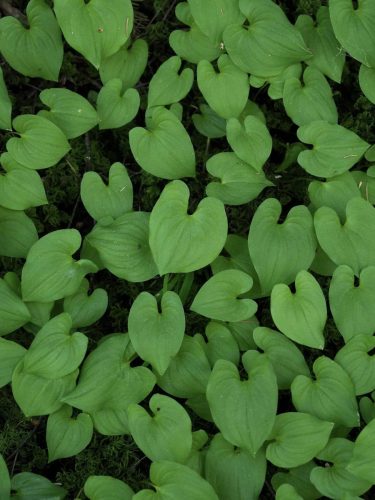 Maianthemum dilatatum (two-leaved false Solomon's seal, false lily-of-the-valley) leaf detail
