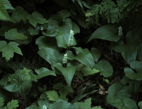 Maianthemum dilatatum (two-leaved false Solomon's seal, false lily-of-the-valley)