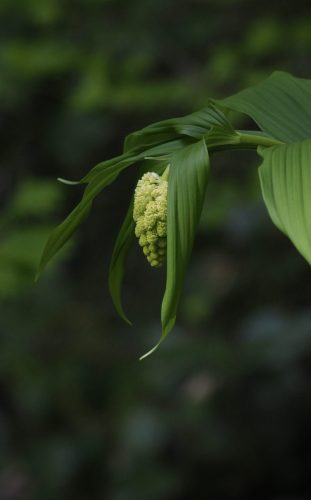 Maianthemum racemosum (plumed false Solomon's seal) in bud