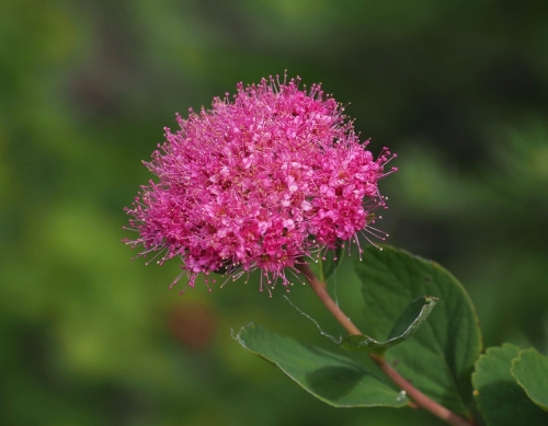 Rosy spiraea, subalpine spiraea, mountain meadow sweet (Spiraea splendens)