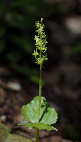 Neottia cordata (heart-leaf twayblade)