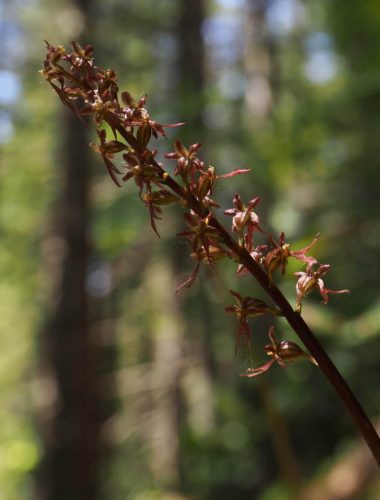 Neottia cordata (heart-leaf twayblade)