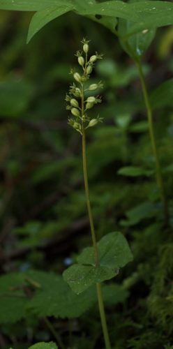 Neottia cordata (heart-leaf twayblade)