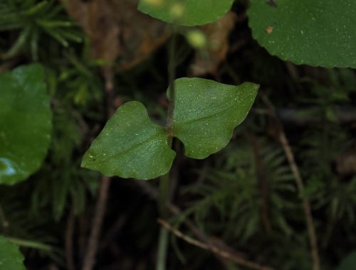 Neottia cordata (heart-leaf twayblade) - leaf detail