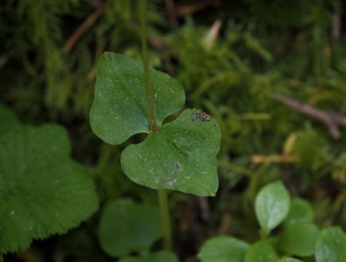 Neottia cordata (heart-leaf twayblade) - leaf detail