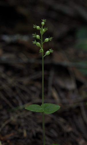 Neottia cordata (heart-leaf twayblade)