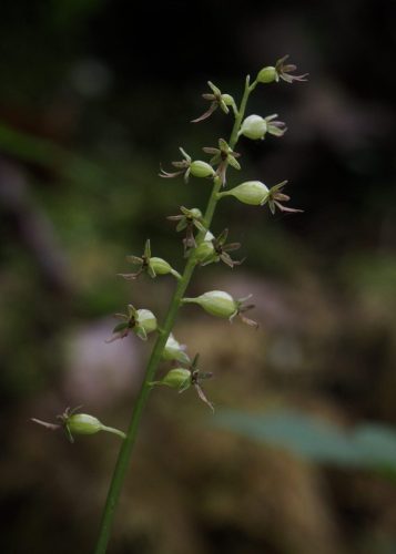 Neottia cordata (heart-leaf twayblade)