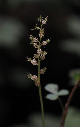 Neottia cordata (heart-leaf twayblade) - empty seed capsules