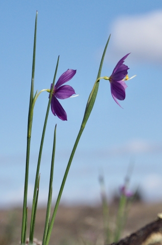Grass-widow, purple-eyed grass, satin flower (Olsynium douglasii var. inflatum)