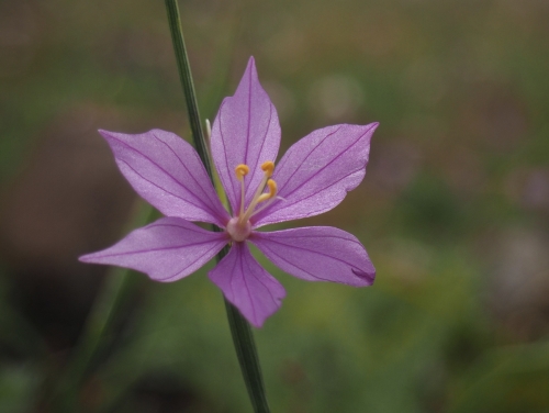 Grass-widow, purple-eyed grass, satin flower (Olsynium douglasii var. inflatum)