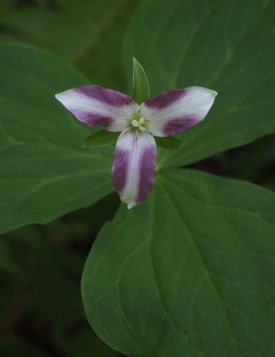Trillium ovatum var. ovatum (Pacific trillium)
