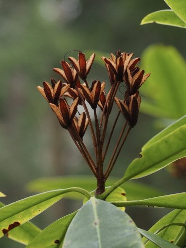 Rhododendron macrophyllum (Pacific, or, coast rhododendron) seed capsules