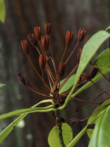 Rhododendron macrophyllum (Pacific, or, coast rhododendron) seed capsules