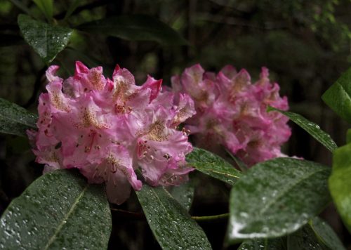 Rhododendron macrophyllum (Pacific, or, coast rhododendron)