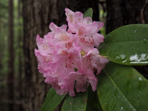 Rhododendron macrophyllum (Pacific, or, coast rhododendron)