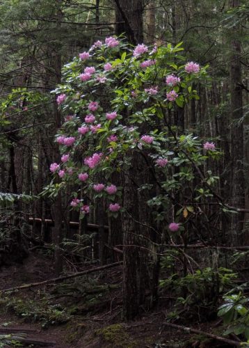 Rhododendron macrophyllum (Pacific, or, coast rhododendron) in woodland habitat