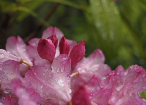 Rhododendron macrophyllum (Pacific, or, coast rhododendron)