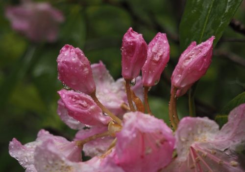 Rhododendron macrophyllum (Pacific, or, coast rhododendron)