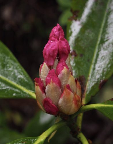 Rhododendron macrophyllum (Pacific, or, coast rhododendron) emerging flower buds