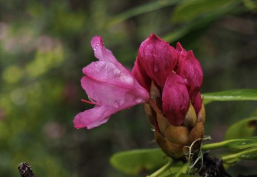 Rhododendron macrophyllum (Pacific, or, coast rhododendron)