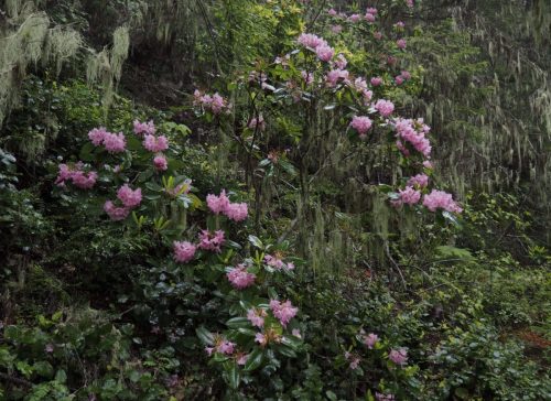 Rhododendron macrophyllum (Pacific, or, coast rhododendron) in woodland habitat