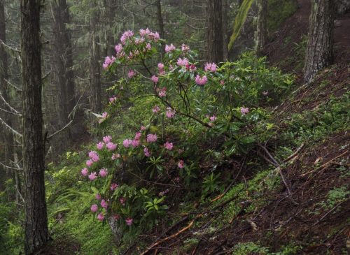 Rhododendron macrophyllum (Pacific, or, coast rhododendron) in woodland habitat