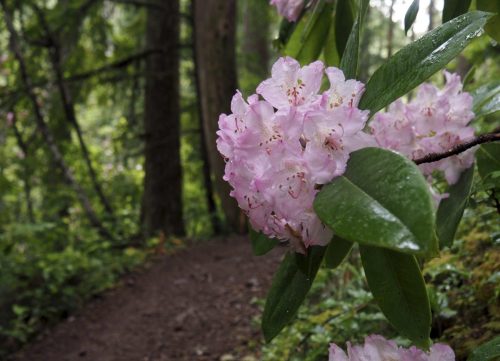 Rhododendron macrophyllum (Pacific, or, coast rhododendron)