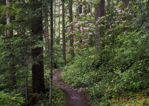 Rhododendron macrophyllum (Pacific, or, coast rhododendron) in woodland habitat
