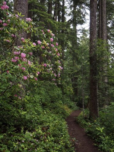 Rhododendron macrophyllum (Pacific, or, coast rhododendron) in woodland habitat