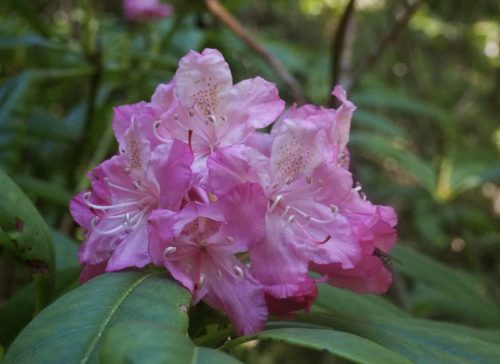 Rhododendron macrophyllum (Pacific, or, coast rhododendron)