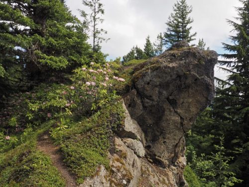 Rhododendron macrophyllum (Pacific, or, coast rhododendron) in exposed habitat