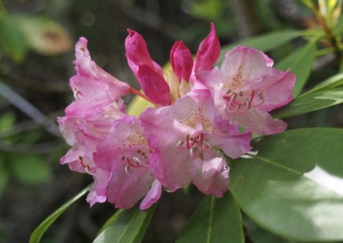 Rhododendron macrophyllum (Pacific, or, coast rhododendron)
