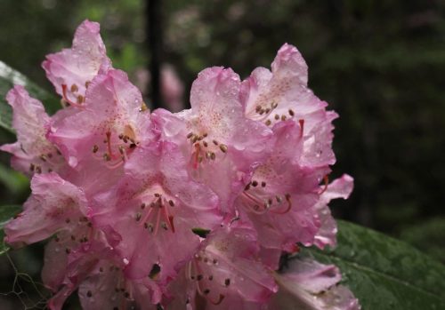 Rhododendron macrophyllum (Pacific, or, coast rhododendron)