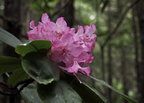 Rhododendron macrophyllum (Pacific, or, coast rhododendron)