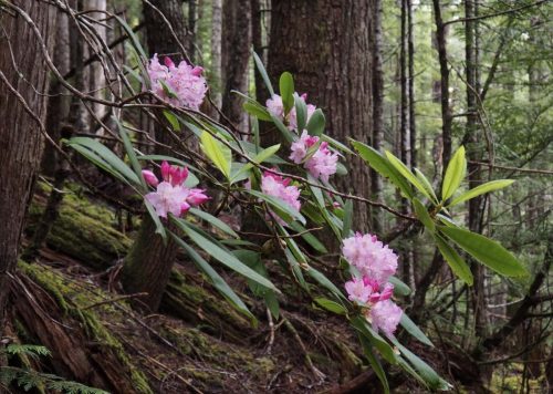 Rhododendron macrophyllum (Pacific, or, coast rhododendron) in woodland habitat
