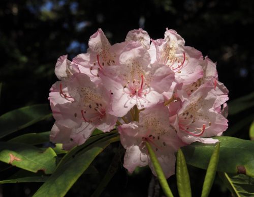 Rhododendron macrophyllum (Pacific, or, coast rhododendron)