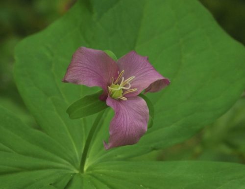 Trillium ovatum var. ovatum (Pacific trillium)