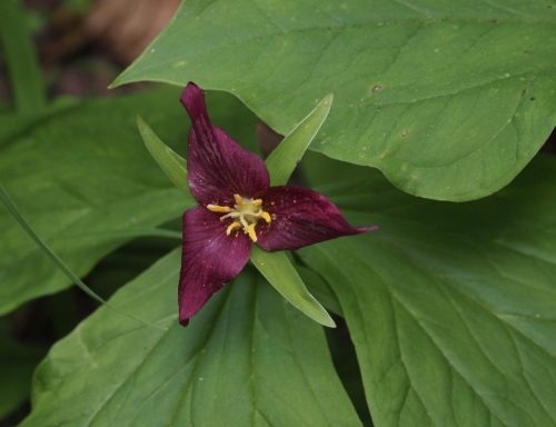 Trillium ovatum var. ovatum (Pacific trillium)