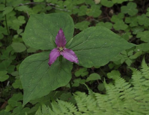 Trillium ovatum var. ovatum (Pacific trillium)