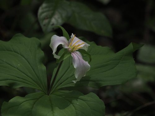 Trillium ovatum var. ovatum (Pacific trillium)