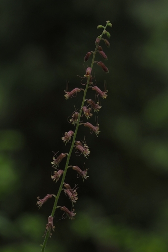 Youth-on-age, or, piggyback plant (Tolmiea menziesii)
