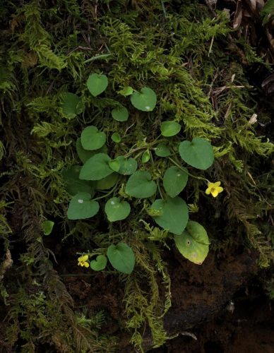Viola sempervirens (evergreen, or, redwood violet)